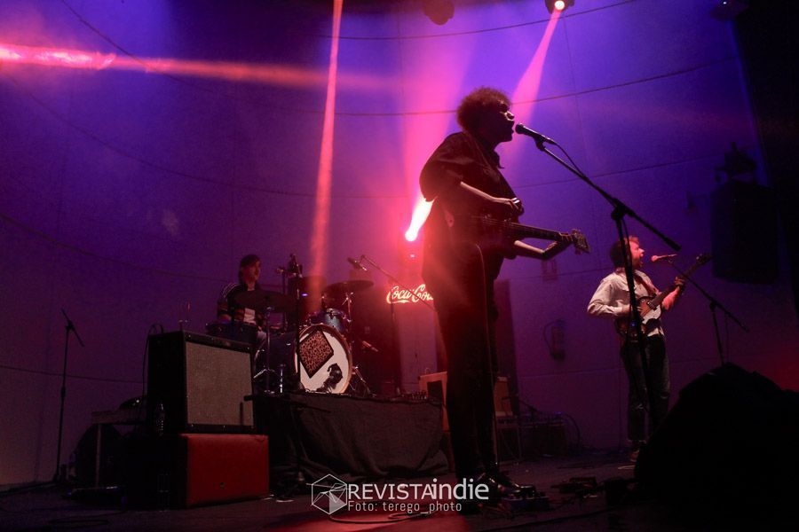 parrots bengala 12 pop rock indie cultura